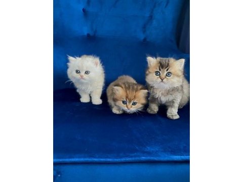 Safkan british longhair yavrularımız