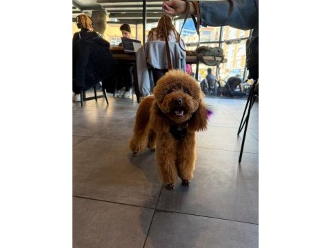 Dişi poodle köpeğimiz