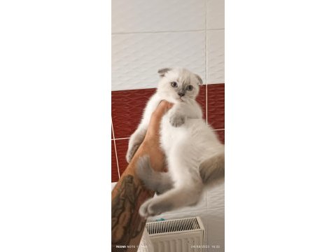Lynx point scottish fold dişi