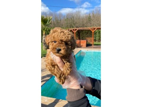 Red brown toy poodle yavruları istanbul