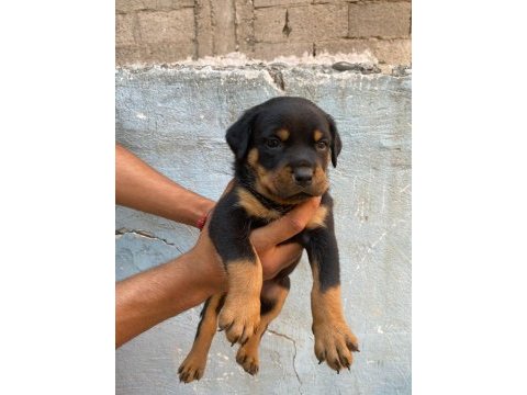 Rottweiler yavruları