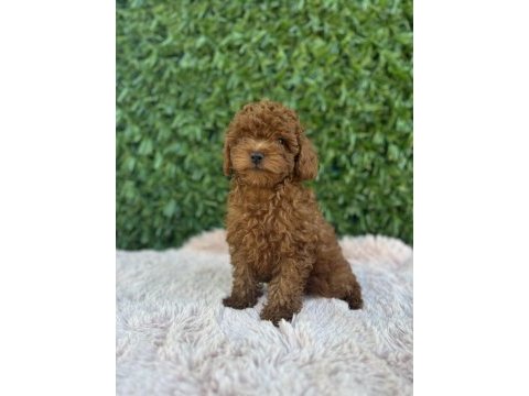 Toy poodle bebekler