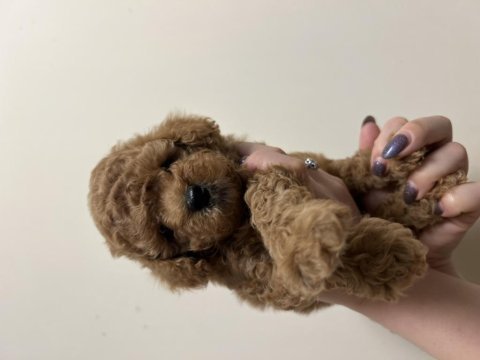 Red brown anne altında toy poodle
