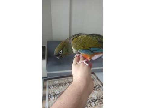 İstanbul avrupa yakası elden teslim konur papağanı