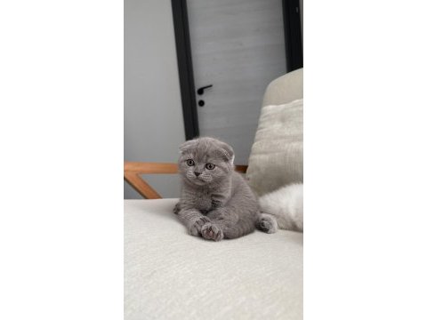 Scottish fold kedisi 55 günlük