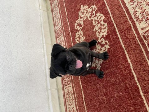 3 aylık safkan pug yavru sevecen ve sağlıklı