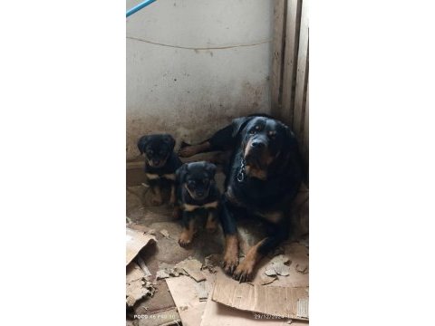 Safkan rottweiler yavrular veteriner hekimden