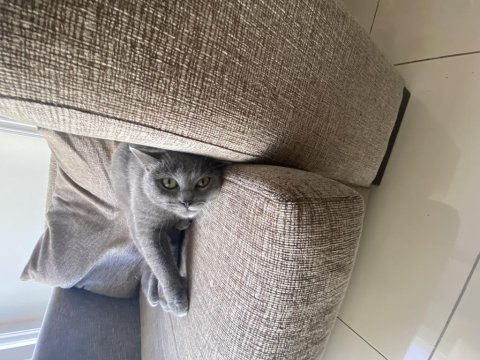 1 yaşında dişi british shorthair