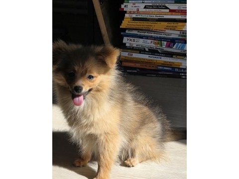 Saf pomeranian erkek yavru