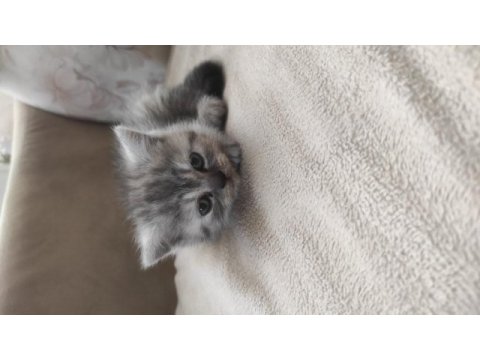 Çok oyuncu british shorthair miniğim