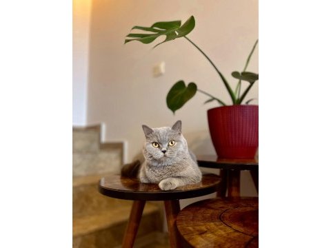 British shorthair kedimiz kısır değil