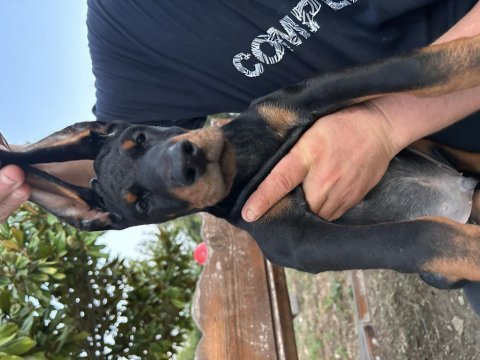 Şampiyon doberman yavruları