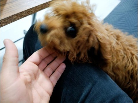 4.5 aylık dişi teacup poodle