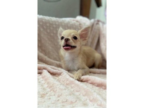 Gülen surat chihuahua (şivava) kızımız