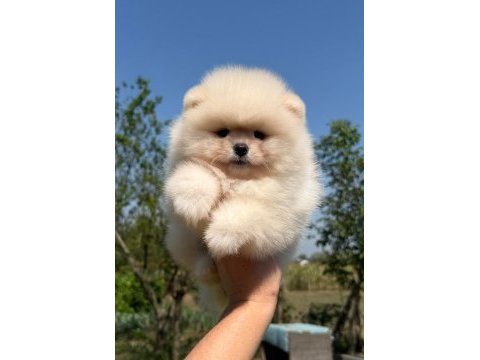 Ayı surat pomeranian bebeğimiz