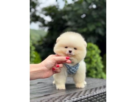Sağlık ve ırk garantili pomeranian boo