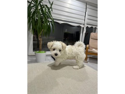 Köpeğimiz için görüşülür