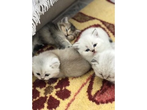 British shorthair yavrular