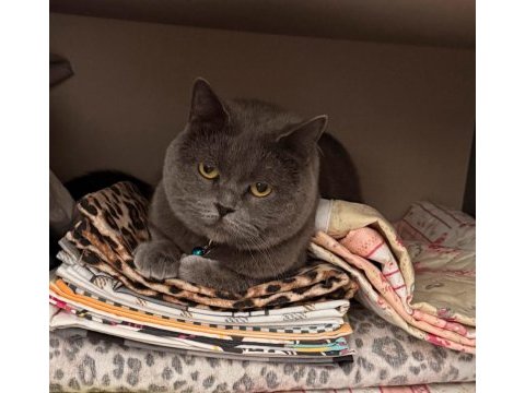 3 yaşında erkek british shorthair