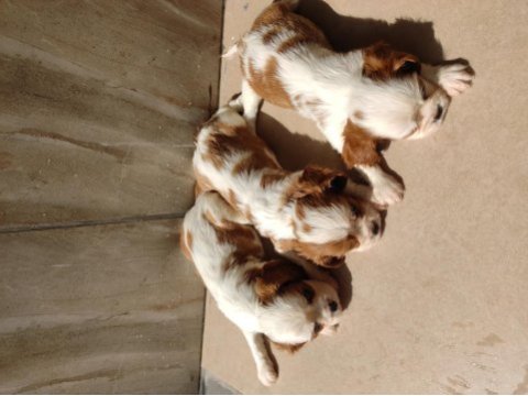 Cavalier king charles yavrularımız