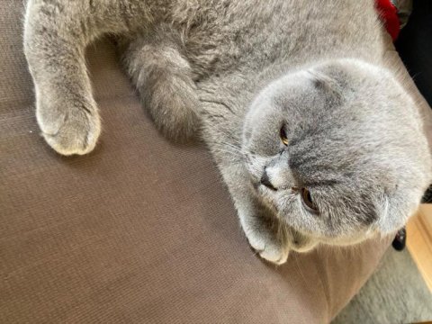 Tatlı oğlumuza yuva arıyoruz scottish fold