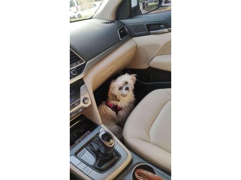 Safkan dişi shih tzu evayı sahiplendiriyorum