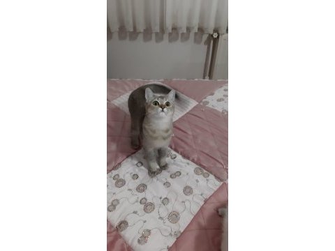 Golden british shorthair