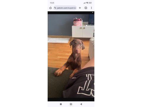3 aylık doberman kızımız