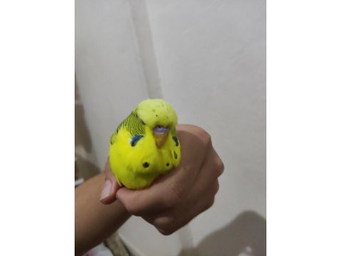 Tek erkek jumbo muhabbet kuşu
