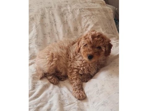 Apricot renk poodle