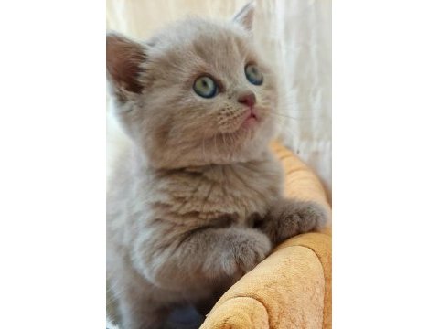 Çok tatlı british shorthair yavrularımız