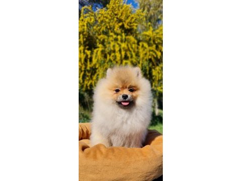 6 aylık dişi şecereli teddy face pomeranian boo