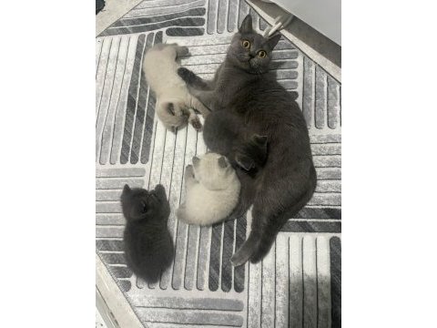 Ayı suratlı blue point british shorthair yavrularım