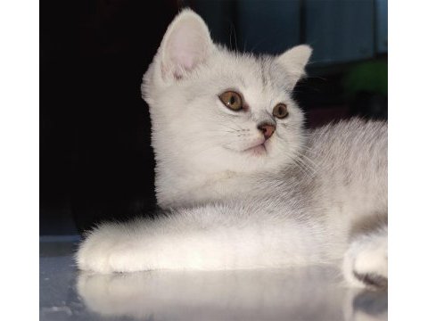2 aylık güzeller güzeli silver tabby dişi scottish