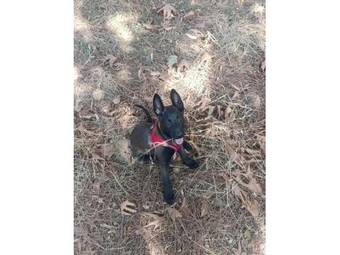 A kalite sağlam kan hattı malinois