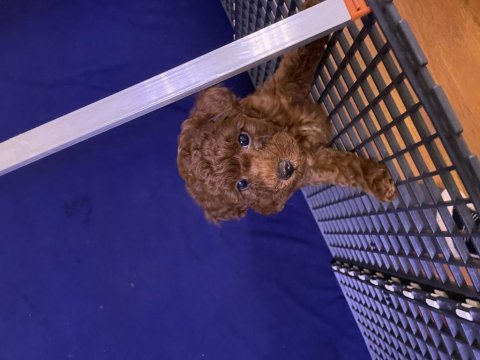 Toy poodle red brown
