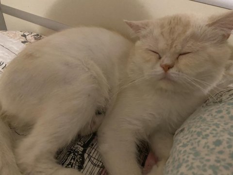 British longhair 1,5 yaşında