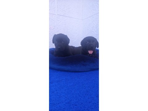 Siyah ve çikolata renk orjinal labrador yavrular