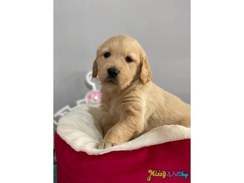 Golden retriever bebek yüz yavrularımız