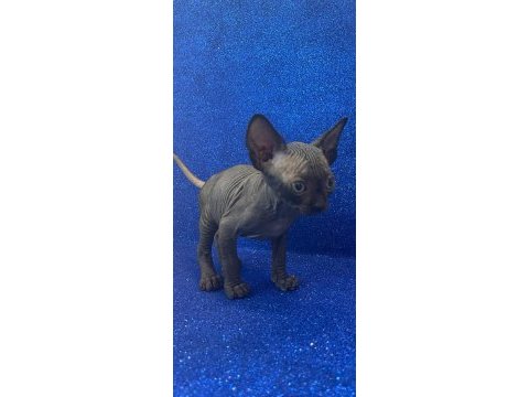 Sphynx sfenks tüysüz dişi erkek yavruları