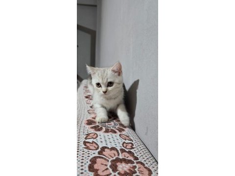 Kedimiz ücretsiz değildir