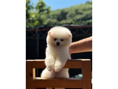 Sağlık ve ırk garantili pomeranian köpeği