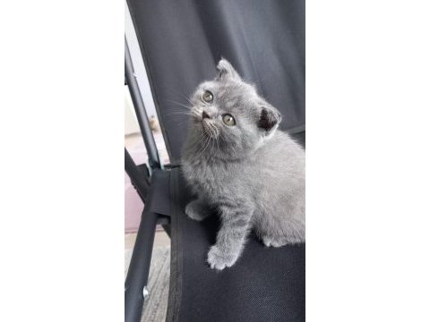 Tertemiz scottish fold yavrusu