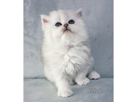 Yakışıklı british longhair ares