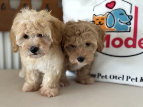 Petmode köpek çiftliğinde ziyarete açık maltipoo