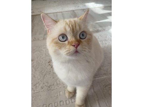 British shorthair 1 yaşına yakın