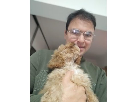3 buçuk aylık poodle iyi bakılmış aşı karnesi var