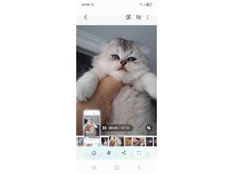 Çok sağlıklı british longhair