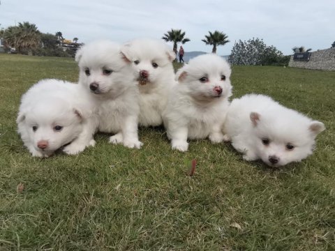 50 günlük pomeranian yavrular