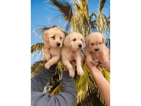 Golden retriever yavrularımız hazırdır